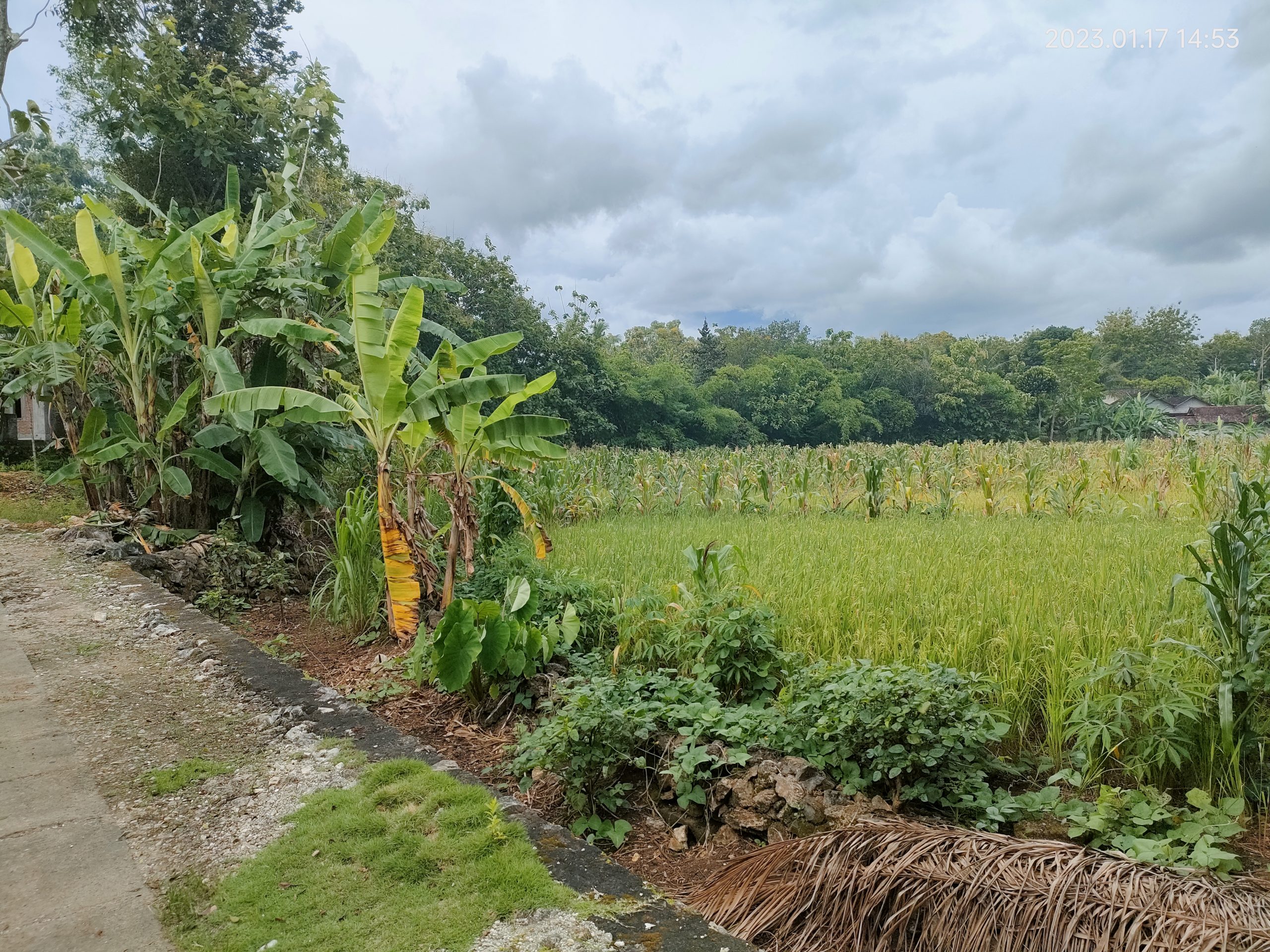 Usulan Lokasi Sedekah Air untuk di Pelem, Watangrejo, Pracimantoro, Jawa Tengah